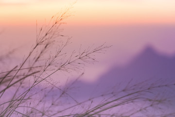 Blurry focus of the violet mountain with moving grass