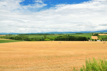 Obraz premium 北海道 美瑛の夏