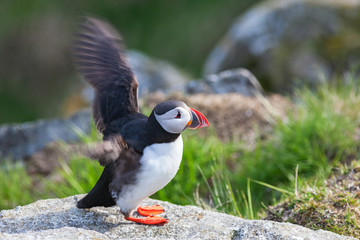 Puffin bird on a rock that raises its wings