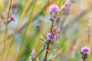 Scarce Copper butterfly