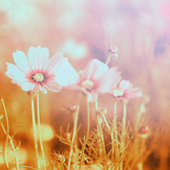 spring background
