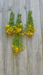 Johanniskraut, Hypericum perforatum , Kräuter, 
Heilkräuter, Kräuterbündel, Sommer,