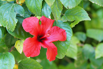 fleur rouge dans les jardins du Palais Saint-Antoine 