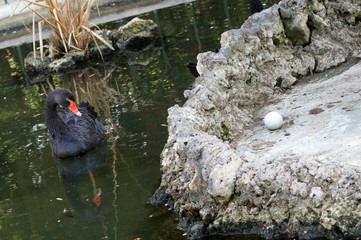 cygne noir dans les jardins du Palais Saint-Antoine