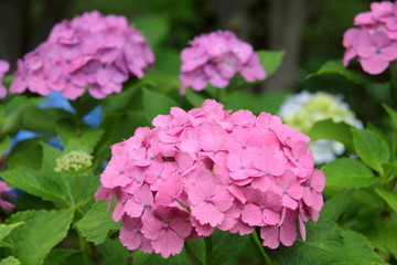 ピンク色の紫陽花