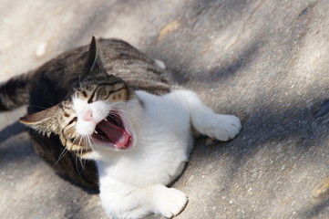 Chat dans les jardins du Palais Saint-Antoine