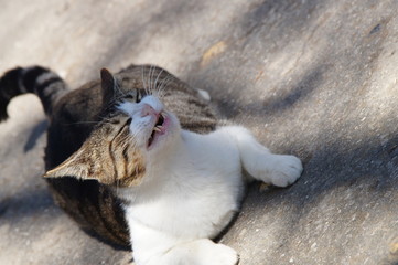 Chat dans les jardins du Palais Saint-Antoine