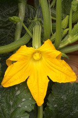 Zucchiniblüte, Nahaufnahme