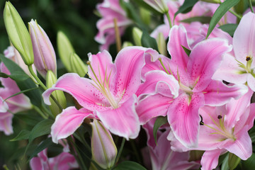 beautiful pink lily in the natural