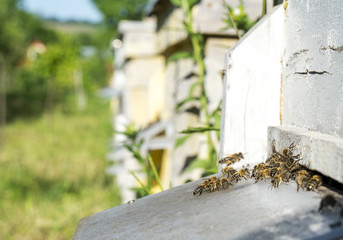 bees in the garden closeup