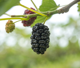 ripe mulberry berries