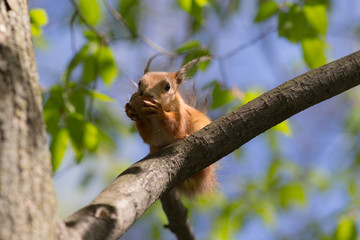 squirrel on a tree