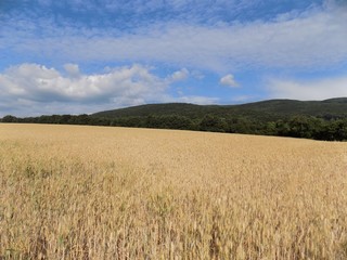 Barley field, forest and sky