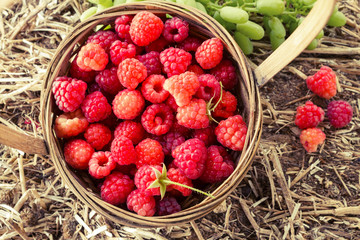 Basket with fresh ripe raspberries