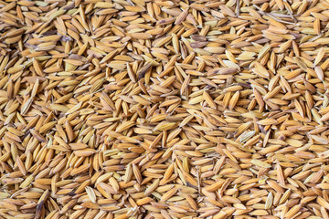 rice seed