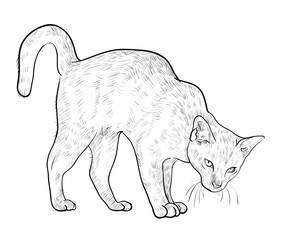 Drawing of threaten cat