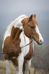 Naklejka premium Vollblut Pinto Araber Hengst