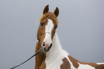Vollblut Pinto Araber Hengst