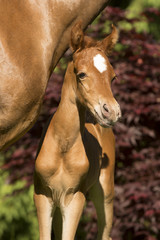 Vollblut Araber Fohlen