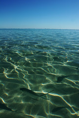 Common Dart Reef Fish seen through Clear Water at Ningaloo Reef Western Australia