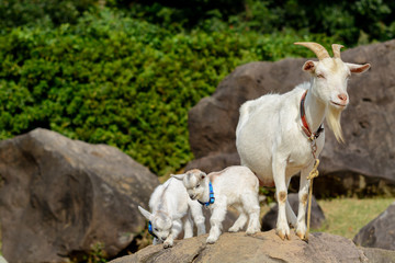 ヤギのポートレート