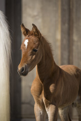 Obraz premium Koń pełnej krwi arabskiej