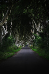 Naklejka premium Dark hedges (Northern Ireland) Game of Thrones film location