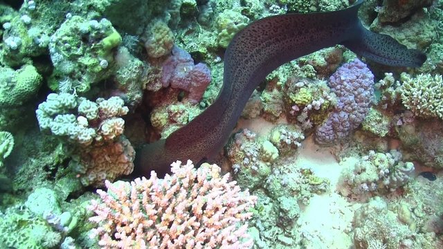 Murena on Coral Reef, underwater scene
