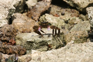 Purple Swift-footed Shore Crab Leptograpsus variegatus sits on rock pool ledge at Herron Island in Queensland, Australia.