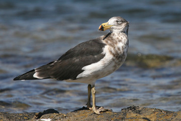 Pomarine Jaeger Stercorarius pomarinus at the beach of the south coast at Inverloch Australia