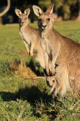 Naklejka na ściany i meble Kangaroo mother standing with Joey looking out of Pouch