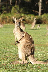 Surprised looking Kangaroo near Halls Gap in western Victoria, Australia