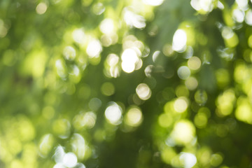 Obraz premium Beautiful nature green bokeh background