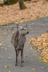 鹿のポートレート