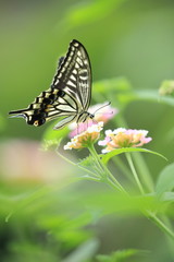 花の蜜を吸う綺麗なアゲハ蝶