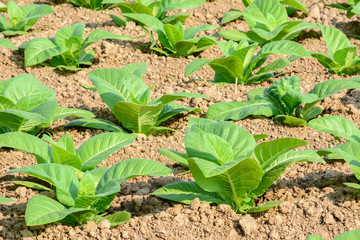 Green tobacco field.
