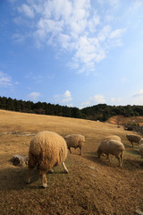 羊のポートレート