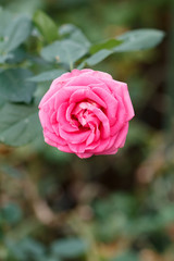 薔薇