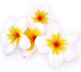 Plumeria flowers, white flowers