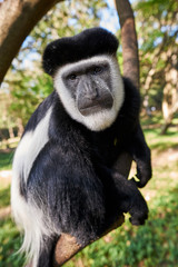 Colobus Monkey