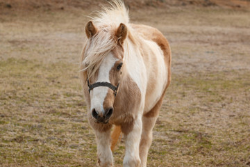 Fototapeta premium 馬のポートレート