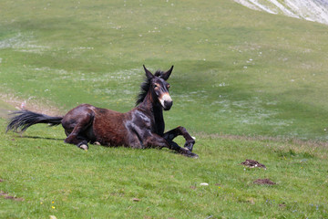 horse sitting