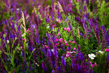 Obraz premium Summer meadow