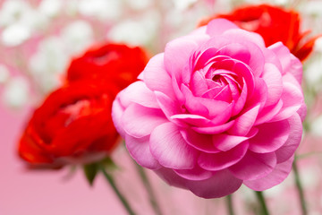 Obraz premium ラナンキュラス