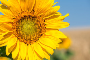 Fototapeta premium sunflower close-up