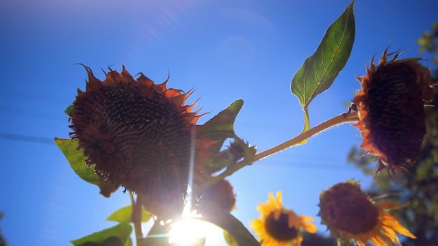 Heads of a sunflower in the intermediate stage of maturity on