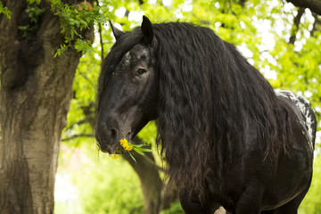 Noriker Kaltblut Hengst