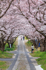 桜のアーチ＠佐賀県武雄市