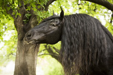 Noriker Kaltblut Hengst