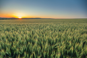 Sunset over wheat field